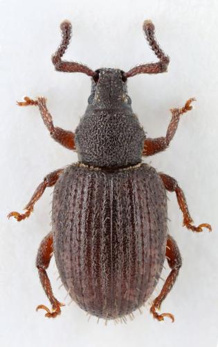 Cathormiocerus horrens
